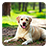 icon Labrador Live Wallpaper 2.5