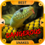 icon Best Dangerous Snakes