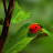 icon Ladybug Wallpapers 3.0.1