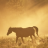 icon Horse HD Wallpapers 1.0