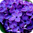 icon Lavender Flowers Wallpaper 1.2