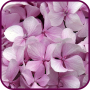 icon Romantic Hydrangea