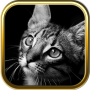 icon Cute Cat Puzzle Games