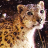 icon snow leopard wallpaper 6.00