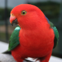 icon Talking Parrot Free LWP для Inoi 6