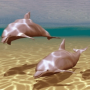 icon Dolphins Under Sea Live Wallpaper