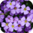 icon BloomBG 1.2