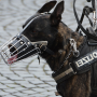 icon American Police Dog