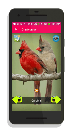 Приложение bird. Приложение с птичкой. Аудио звук птицы. Птичка приложение на андроид. Птица со звуком ть.