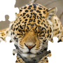 icon Big Cats Puzzles – Free Jigsaw