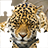 icon Puzzle Big Cats 1.1