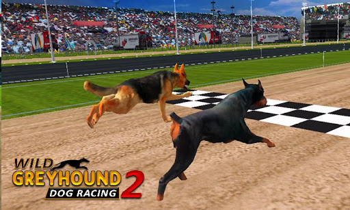 greyhound racing betting systems that window