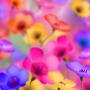 icon Beautiful Flower HD Wallpaper