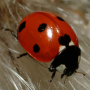 icon Ladybug - Live Wallpaper для Fly Stratus 8