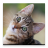 icon Audiobook: Kitten Care 40.0
