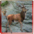 icon Deer Sniper Hunter 2015 1.0