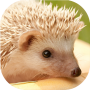 icon Hedgehogs live wallpaper