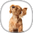 icon Cocker Spaniel Wallpapers 5.0.1