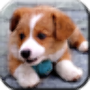 icon Puppy Puzzles