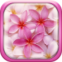 icon Pink Flowers Live Wallpaper