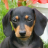 icon dachshund wallpaper 5.00