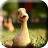 icon Talking Duck Live Wallpaper 2.0