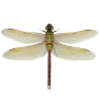 icon Dragonfly