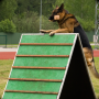 icon Police Dog Training 3D