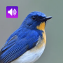 icon Bird Sounds: Ringtone,Alarm