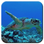 icon Wonderful Aquarium Live Wallpaper