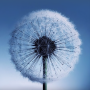 icon Dandelion Live Wallpaper для Fly Stratus 8