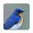 icon Bird Soundboards 3.8.0