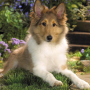 icon Collies Dog Jigsaw Puzzle