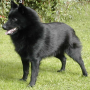 icon Schipperke Jigsaw Puzzle для Fly Stratus 6