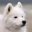 icon Samoyed Jigsaw Puzzle 1.0