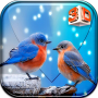 icon Love Bird Live Wallpaper