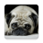 icon Dogs Wallpapers 1.3.4