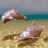 icon Dolphins Under Sea Live Wallpaper 4.1