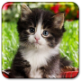 icon Cute Baby Animals Wallpaper