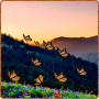 icon Mountain Buttefly