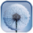 icon Dandelion 2.0.2