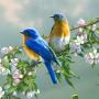 icon 70 Bird Sounds and Ringtones для Huawei Honor V9 Play