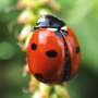 icon Ladybug Wallpapers